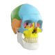 3 Parts Life Size Didactic Exploded Head Skull Model