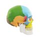 3 Parts Life Size Didactic Exploded Head Skull Model