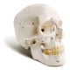 Classic-Full-Size-Numbered-Human-Skull-Model