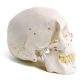 Classic-Full-Size-Numbered-Human-Skull-Model