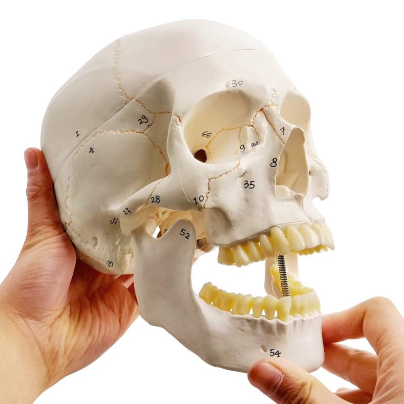 Classic-Full-Size-Numbered-Human-Skull-Model