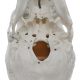 Classic-Full-Size-Numbered-Human-Skull-Model