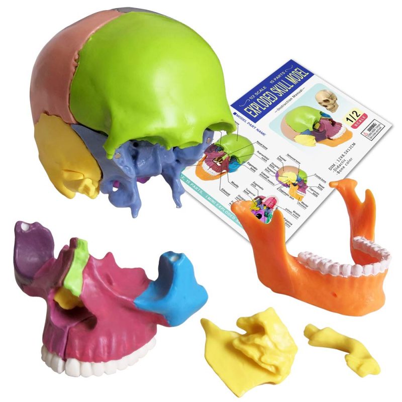 Didactic Palm-Sized Anatomy Skull Model with 15 Parts