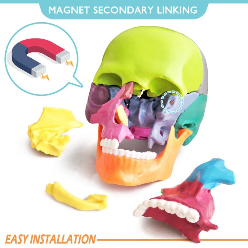 Didactic Palm-Sized Anatomy Skull Model with 15 Parts