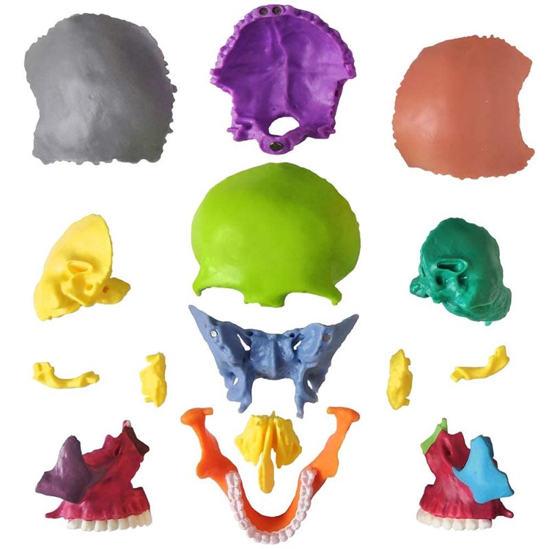 Didactic Palm-Sized Anatomy Skull Model with 15 Parts