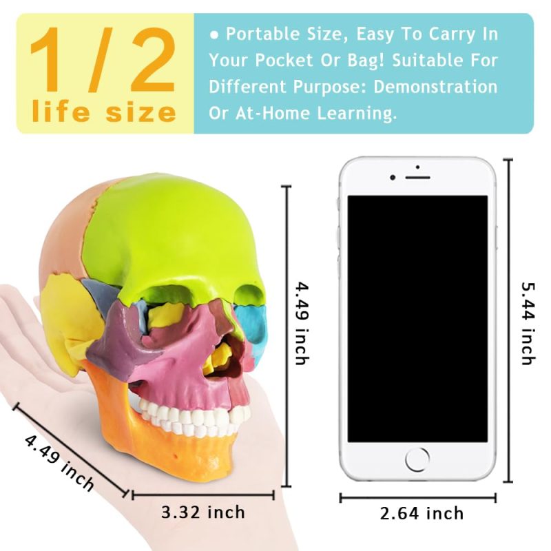 Didactic Palm-Sized Anatomy Skull Model with 15 Parts