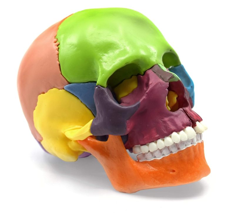 Didactic Palm-Sized Anatomy Skull Model with 15 Parts