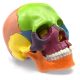 Didactic Palm-Sized Anatomy Skull Model with 15 Parts
