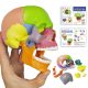 Didactic Palm-Sized Anatomy Skull Model with 15 Parts