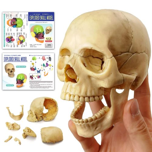 Didactic Retro color Palm-Sized Anatomy Skull Model 15 Parts