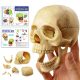 Didactic Retro color Palm-Sized Anatomy Skull Model 15 Parts