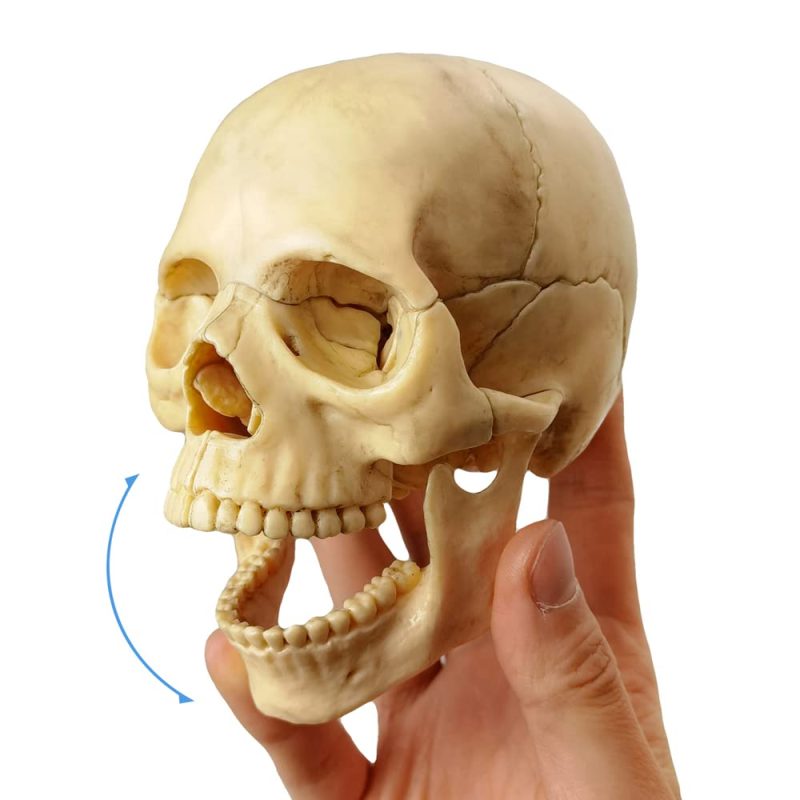 Didactic Retro color Palm-Sized Anatomy Skull Model 15 Parts