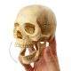 Didactic Retro color Palm-Sized Anatomy Skull Model 15 Parts