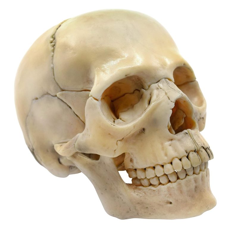 Didactic Retro color Palm-Sized Anatomy Skull Model 15 Parts