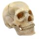 Didactic Retro color Palm-Sized Anatomy Skull Model 15 Parts