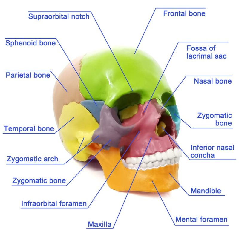 Didactic Palm-Sized Anatomy Skull Model with 15 Parts