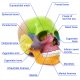 Didactic Palm-Sized Anatomy Skull Model with 15 Parts