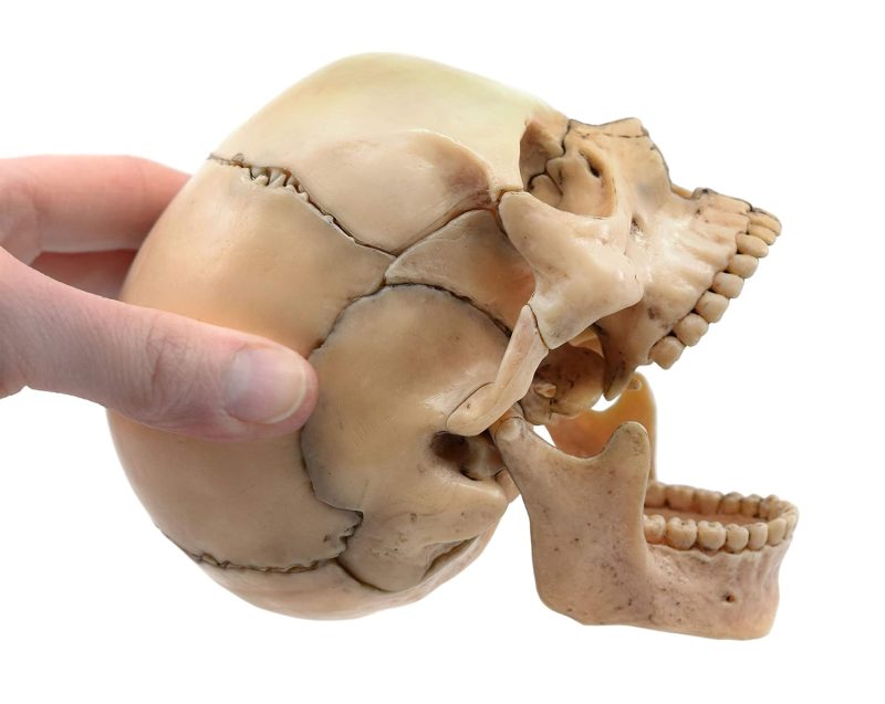Didactic Retro color Palm-Sized Anatomy Skull Model 15 Parts