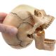 Didactic Retro color Palm-Sized Anatomy Skull Model 15 Parts