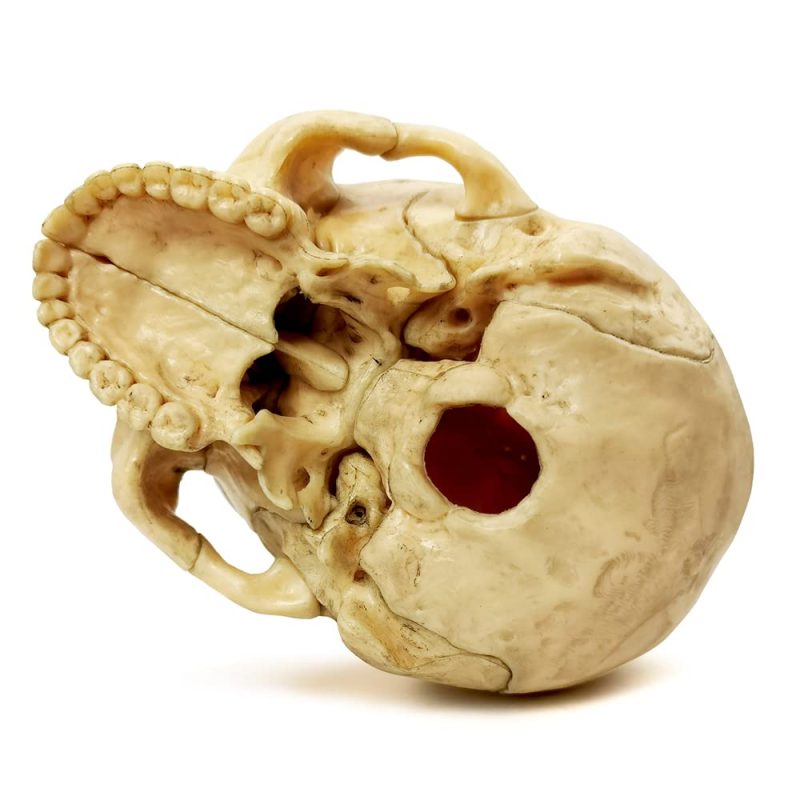 Didactic Retro color Palm-Sized Anatomy Skull Model 15 Parts