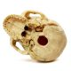 Didactic Retro color Palm-Sized Anatomy Skull Model 15 Parts