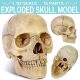 Didactic Retro color Palm-Sized Anatomy Skull Model 15 Parts