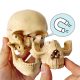 Didactic Retro color Palm-Sized Anatomy Skull Model 15 Parts