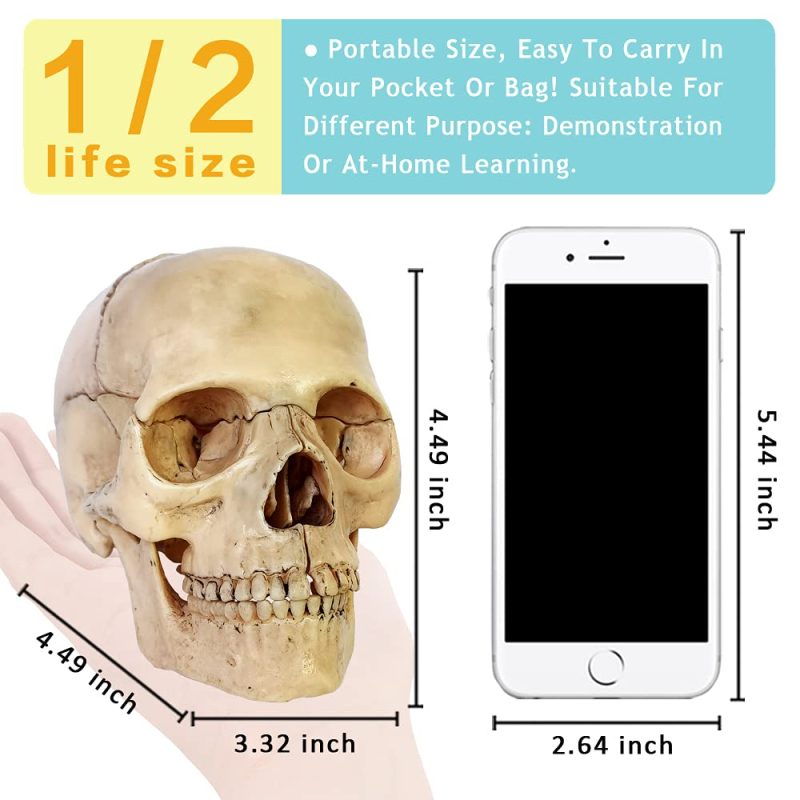 Didactic Retro color Palm-Sized Anatomy Skull Model 15 Parts