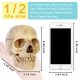 Didactic Retro color Palm-Sized Anatomy Skull Model 15 Parts