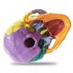 Didactic Palm-Sized Anatomy Skull Model with 15 Parts
