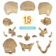 Didactic Retro color Palm-Sized Anatomy Skull Model 15 Parts