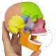 Didactic Palm-Sized Anatomy Skull Model with 15 Parts