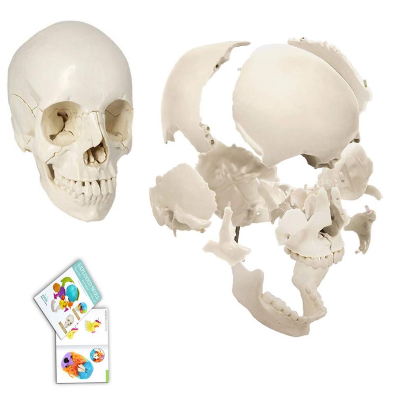 Disarticulated Human Exploded Skull Model Life-Siz 22 Parts