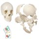 Disarticulated Human Exploded Skull Model Life-Siz 22 Parts