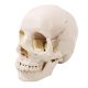 Disarticulated Human Exploded Skull Model Life-Siz 22 Parts