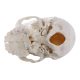 Disarticulated Human Exploded Skull Model Life-Siz 22 Parts