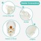 Disarticulated Human Exploded Skull Model Life-Siz 22 Parts
