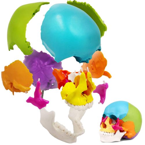 Disarticulated Painted Human Skull Model 22 Parts