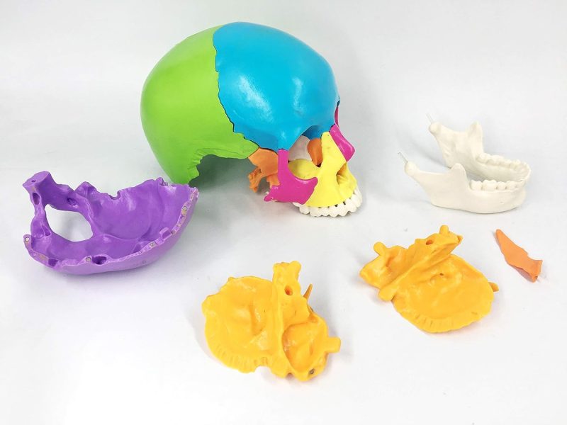 Disarticulated Painted Human Skull Model 22 Parts