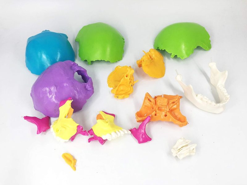 Disarticulated Painted Human Skull Model 22 Parts