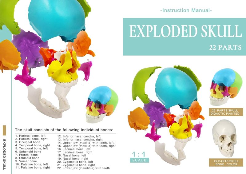 Disarticulated Painted Human Skull Model 22 Parts