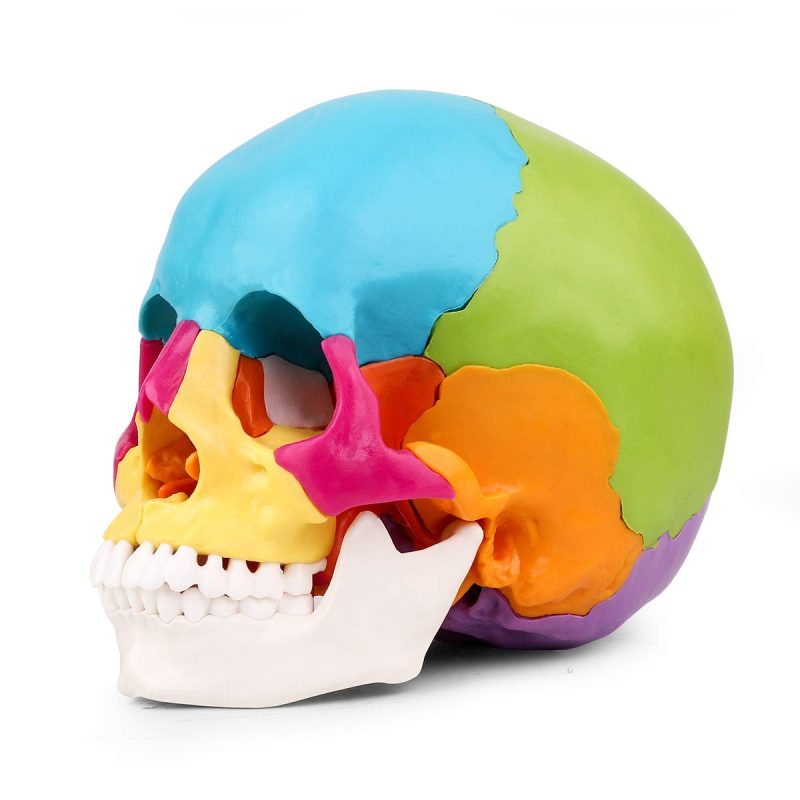 Disarticulated Painted Human Skull Model 22 Parts