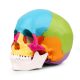 Disarticulated Painted Human Skull Model 22 Parts