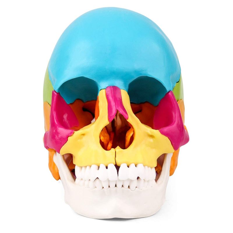 Disarticulated Painted Human Skull Model 22 Parts