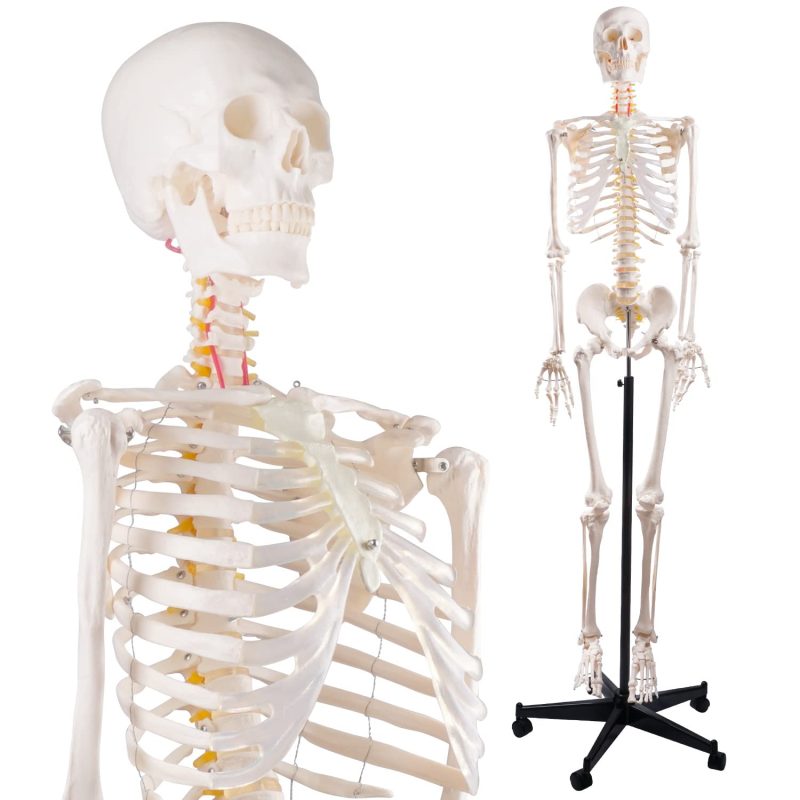 Human Skeleton Model for Anatomy Life Size 70.8 in with Rolling Stand