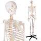 Human Skeleton Model for Anatomy Life Size 70.8 in with Rolling Stand