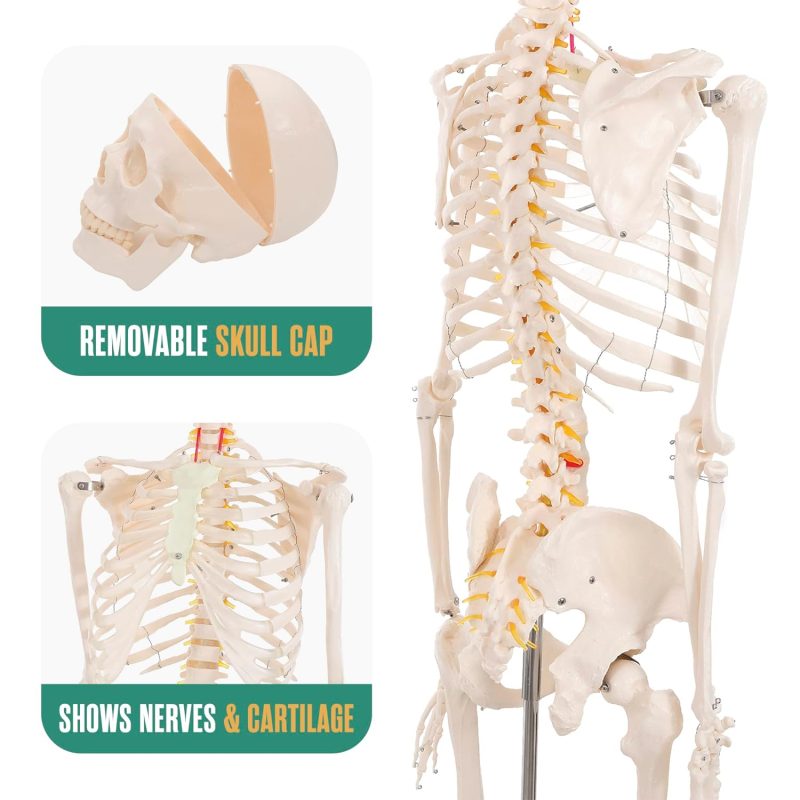 Human Skeleton Model for Anatomy Life Size 70.8 in with Rolling Stand