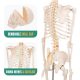 Human Skeleton Model for Anatomy Life Size 70.8 in with Rolling Stand