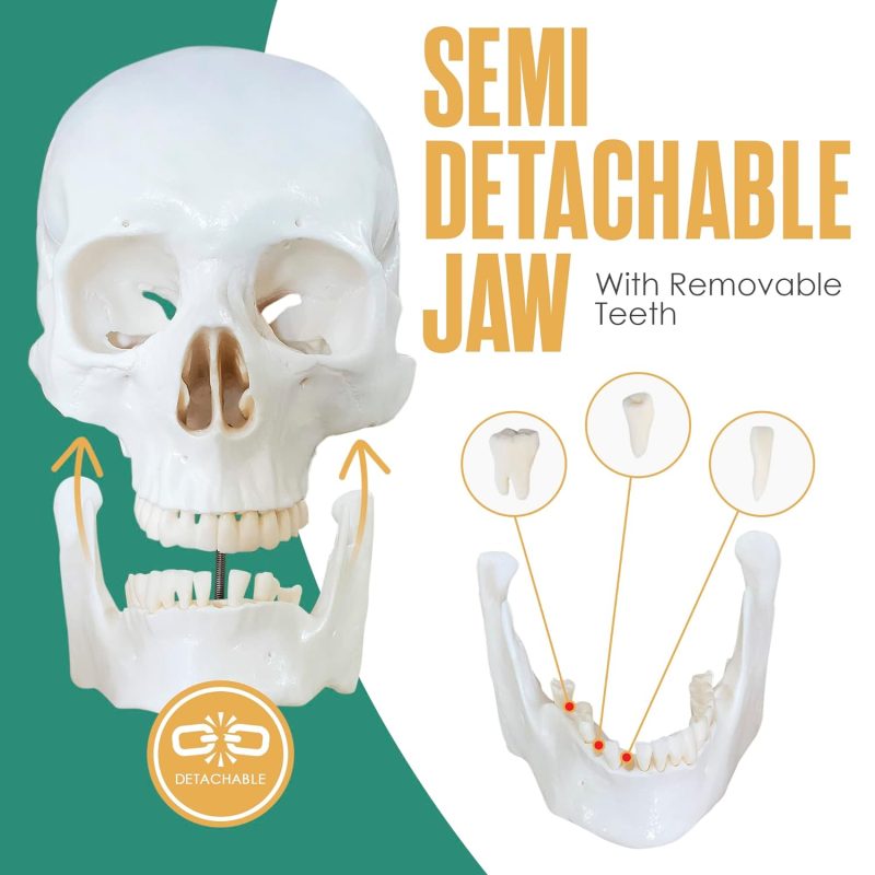 Human Skeleton Model for Anatomy Life Size 70.8 in with Rolling Stand