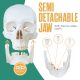 Human Skeleton Model for Anatomy Life Size 70.8 in with Rolling Stand